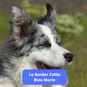 Border Collie Bleu Merle - Animal Lovers