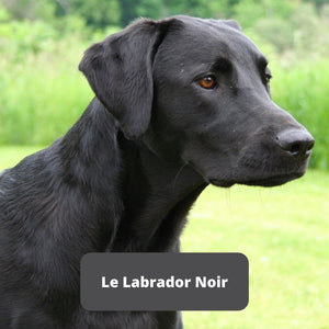 Le Labrador Noir - Animal Lovers
