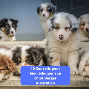 10 Conseils pour bien éduquer son chiot berger australien