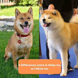 5 Différences entre le Shiba Inu et l'Akita Inu