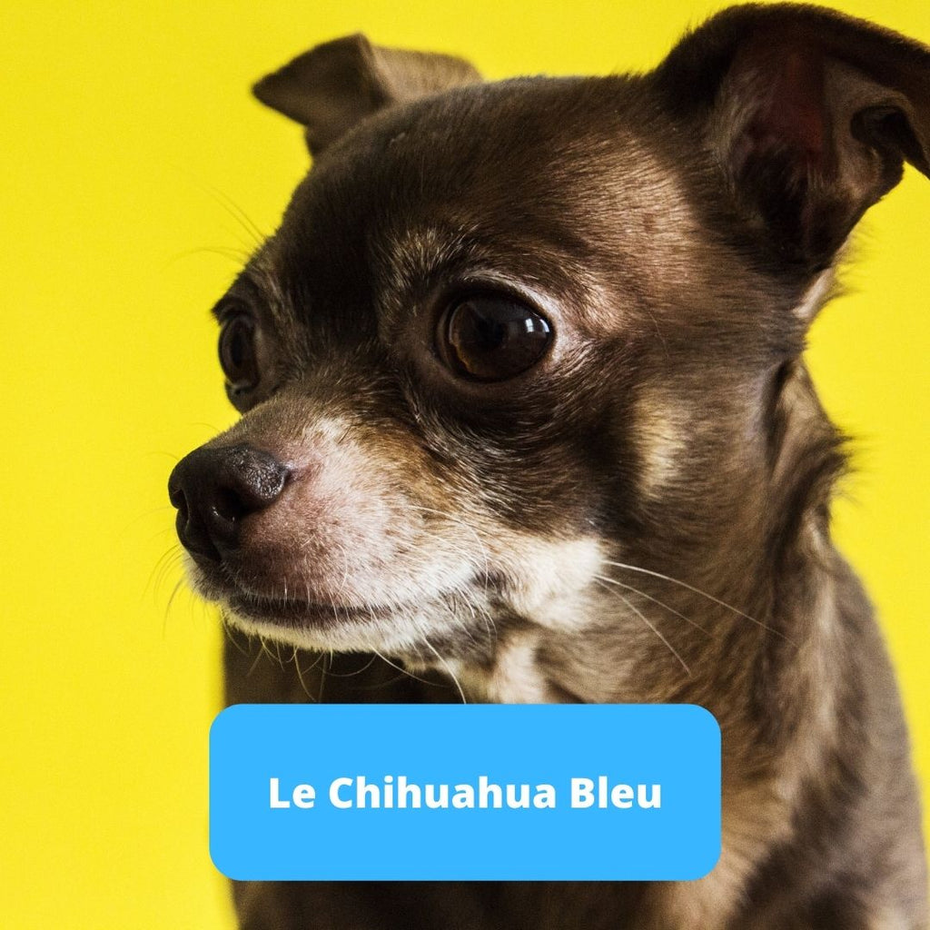 Chihuahua Bleu - Animal Lovers