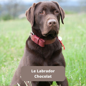 Le Labrador Chocolat - Animal Lovers