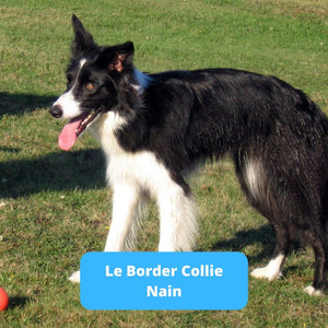 Border Collie Nain ou Mini - Animal Lovers