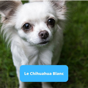 Chihuahua Blanc - Animal Lovers