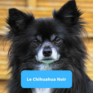 Chihuahua Noir - Animal Lovers