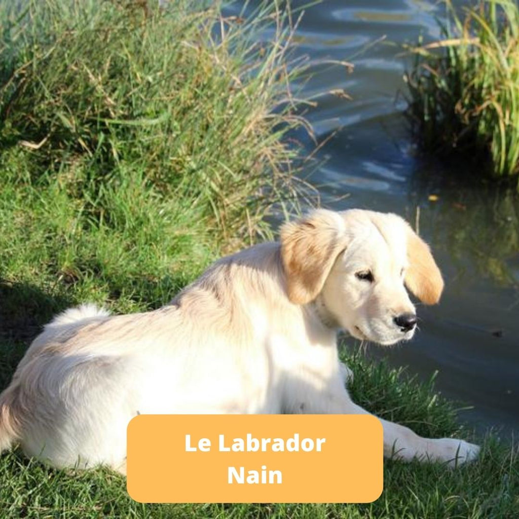 Le Labrador Nain - Animal Lovers