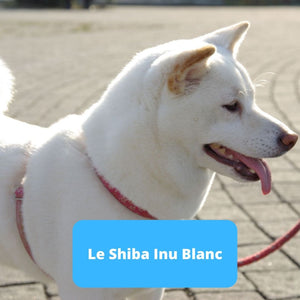 Shiba Inu Blanc - Animal Lovers