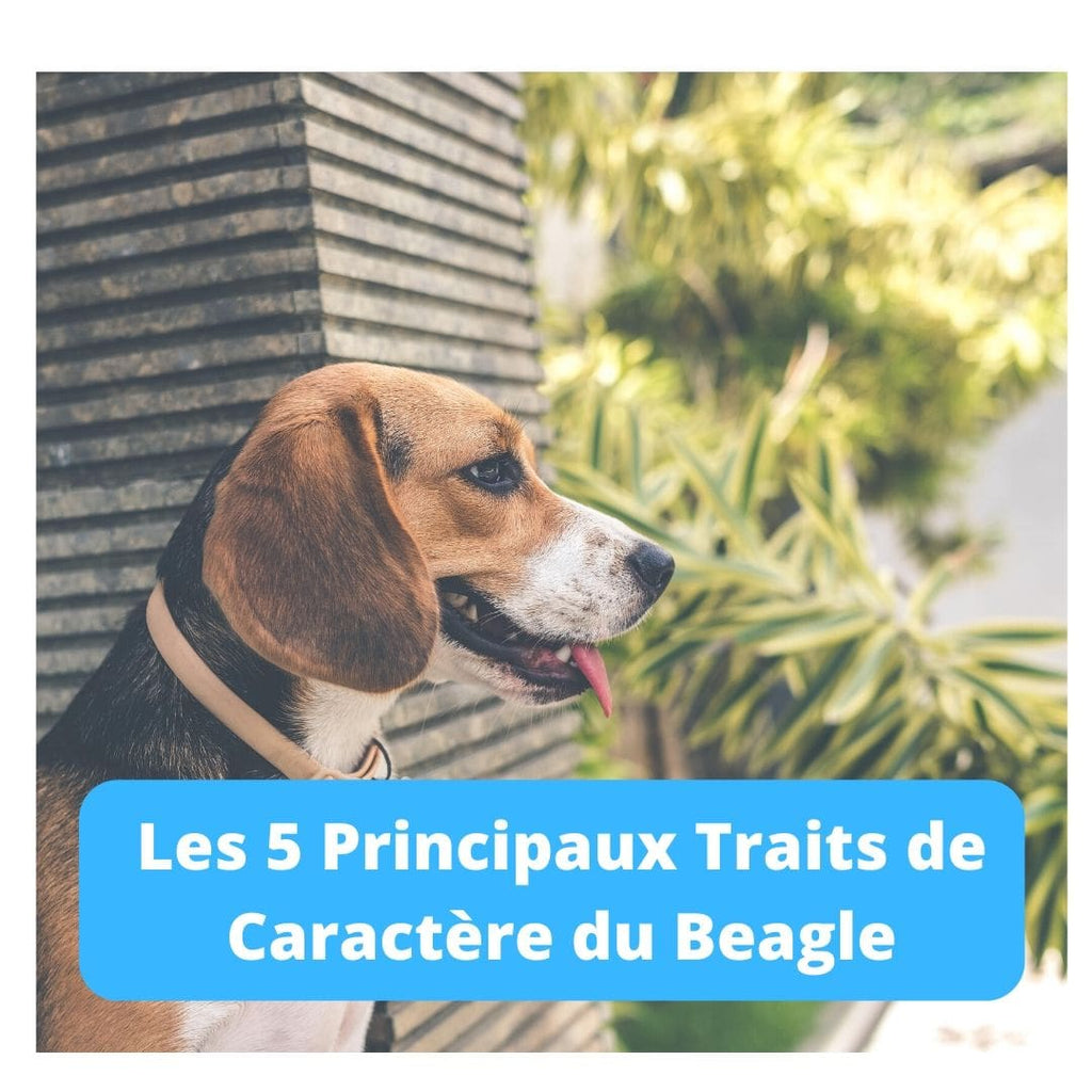 Caractère du Beagle : Les 5 Traits Principaux - Animal Lovers