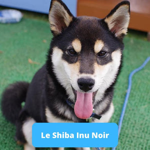 Shiba Inu Noir - Animal Lovers