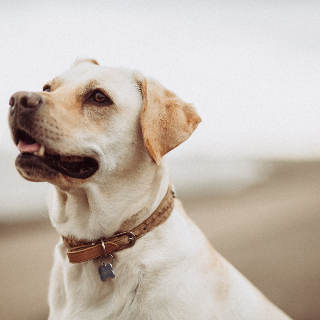 Bien choisir un collier pour chien personnalisé