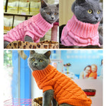 Chat avec pull au tricot