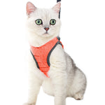 Harnais pour Chaton de 2 mois orange